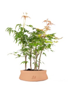 Bonsai acero verde a boschetto