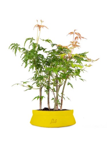 Bonsai acero verde a boschetto Bonsai acero verde a boschetto