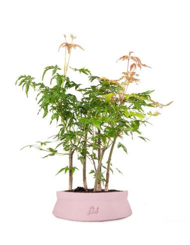 Bonsai acero verde a boschetto Bonsai acero verde a boschetto