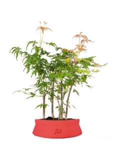 Bonsai acero boschetto 2
