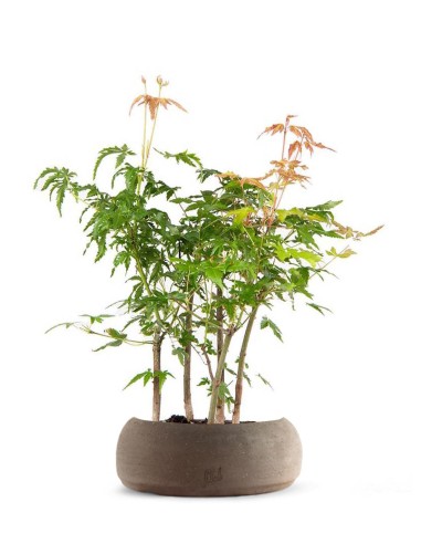 Bonsai acero verde a boschetto Bonsai acero verde a boschetto