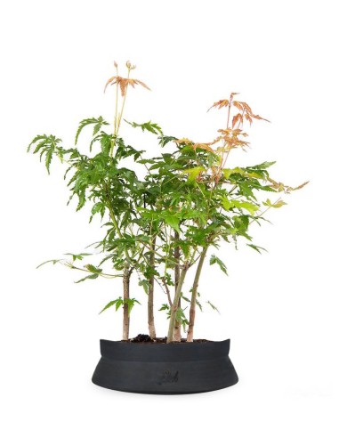 Bonsai acero verde a boschetto Bonsai acero verde a boschetto