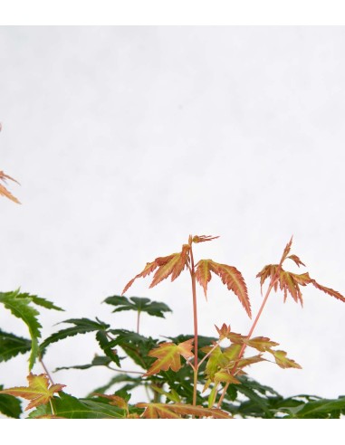 Bonsai acero boschetto