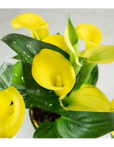 Calla colorata