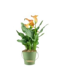 Calla  2