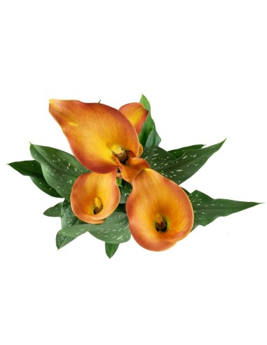 Calla colorata