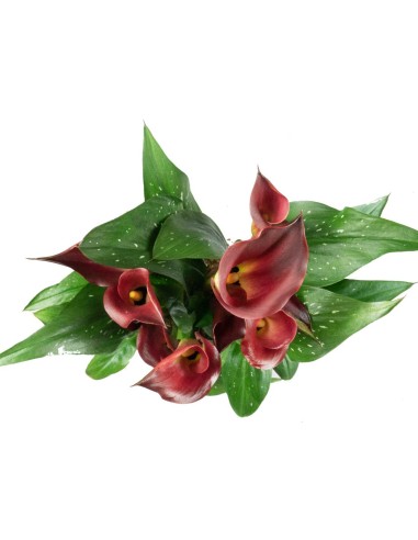 Calla colorata