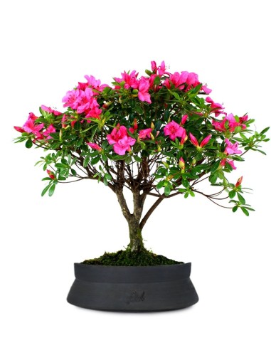 Azalea L