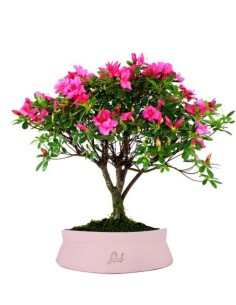 Azalea L 2