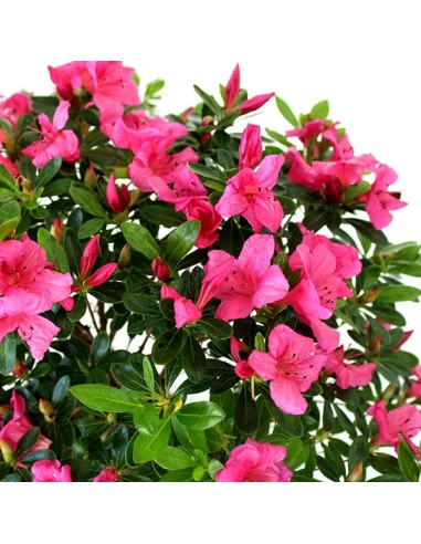 Azalea L