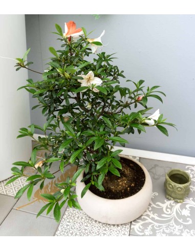 Azalea L Azalea L