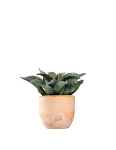 Mangave Silver Fox 2