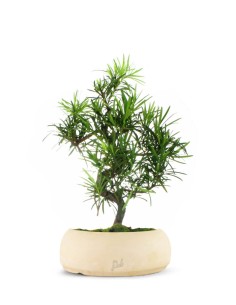 Podocarpus L