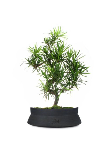 Podocarpus L Podocarpus L