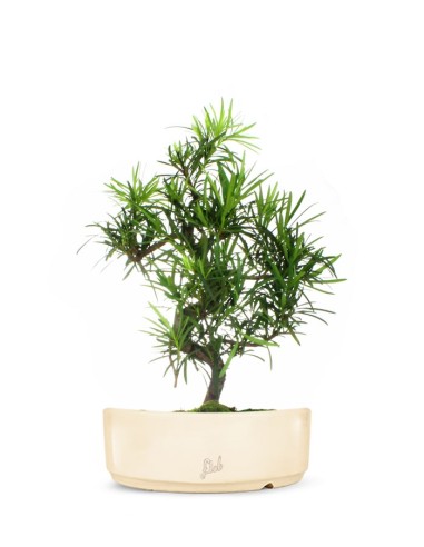 Podocarpus L Podocarpus L