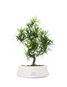 Podocarpus L 2