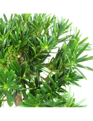 Podocarpus L Podocarpus L