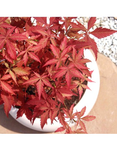 Acero rosso boschetto M