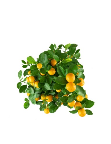 Calamondino alberello
