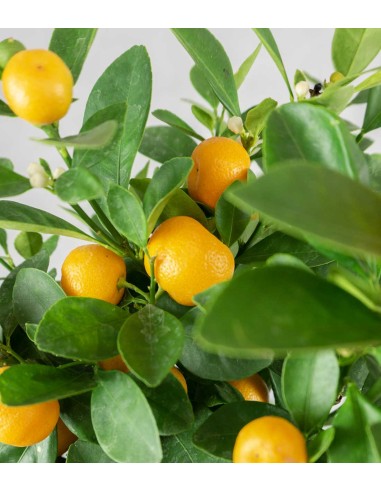 Calamondino alberello
