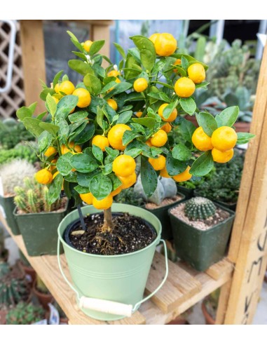 Calamondino alberello