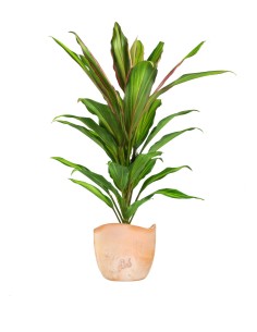 Cordyline Fruticosa Kiwi