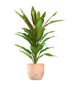 Cordyline Fruticosa Kiwi 2