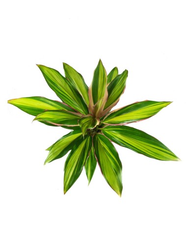 Cordyline Fruticosa Kiwi