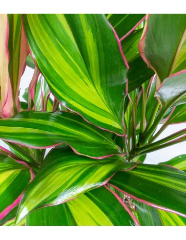 Cordyline Fruticosa Kiwi