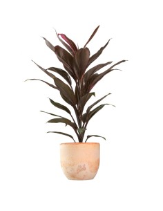 Cordyline Fruticosa Tango 2