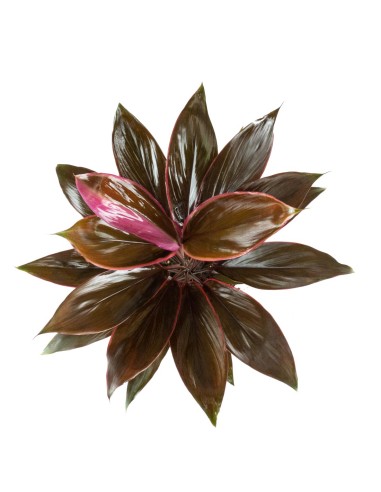 Cordyline Fruticosa Tango