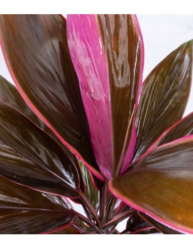 Cordyline Fruticosa Tango