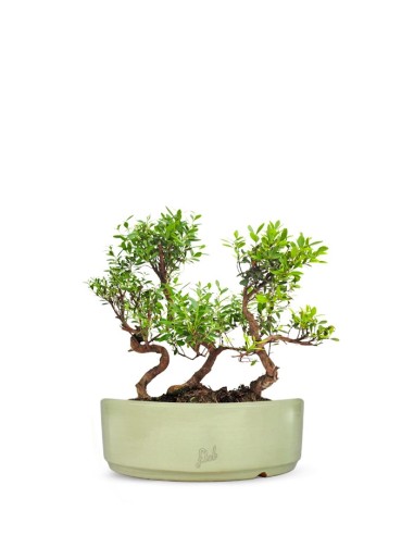 Mirto Boschetto  Mirto Boschetto