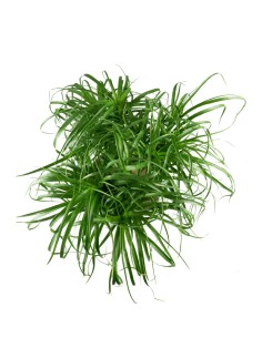 Beaucarnea Nolina L 2