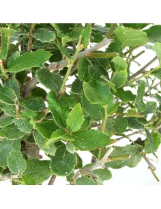 Quercia Sughera 2