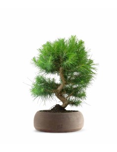 Pinus halepensis 9 Years