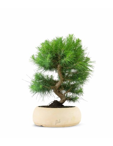 Pinus halepensis 9 Years Pinus halepensis 9 Years