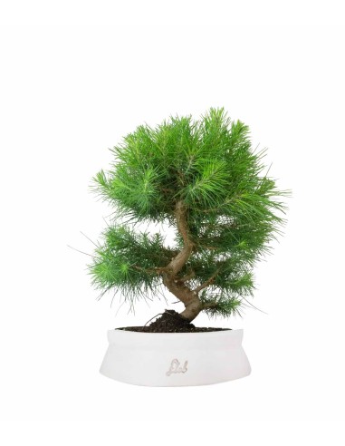 Pinus halepensis 9 Years Pinus halepensis 9 Years