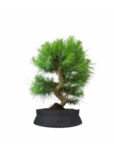 Pinus halepensis 9 Years 2