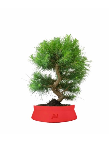 Pinus halepensis 9 Years Pinus halepensis 9 Years