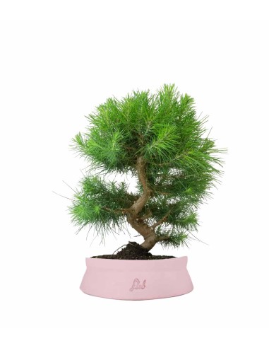 Pinus halepensis 9 Years Pinus halepensis 9 Years