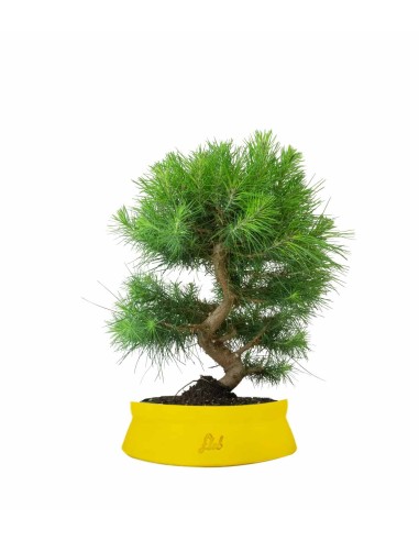 Pinus halepensis 9 Years Pinus halepensis 9 Years