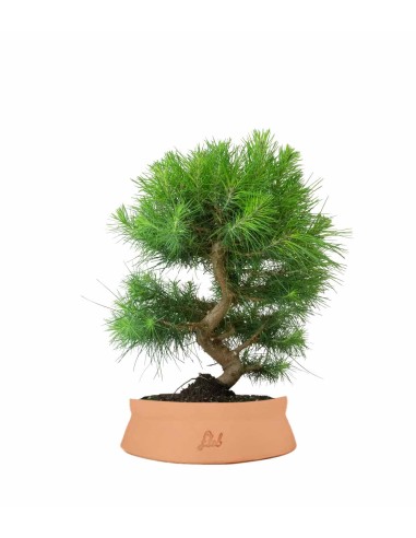 Pinus halepensis 9 Years Pinus halepensis 9 Years