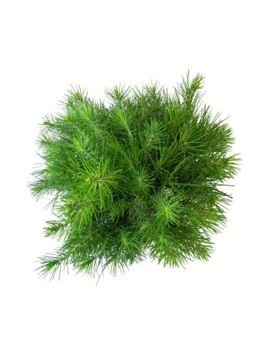 Pinus halepensis 9 anni | Pino d'Aleppo Pinus halepensis 9 anni | Pino d'Aleppo
