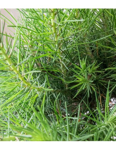 Pinus halepensis 9 anni | Pino d'Aleppo Pinus halepensis 9 anni | Pino d'Aleppo