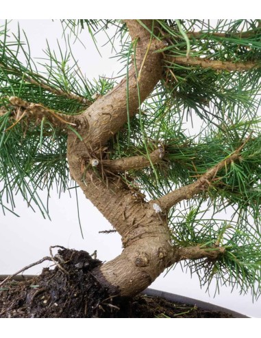 Pinus halepensis 9 anni | Pino d'Aleppo Pinus halepensis 9 anni | Pino d'Aleppo