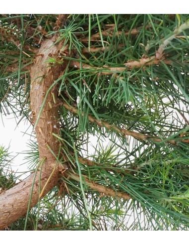 Pinus halepensis 9 anni | Pino d'Aleppo Pinus halepensis 9 anni | Pino d'Aleppo