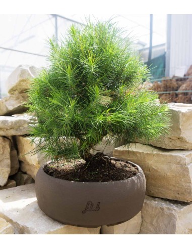 Pinus halepensis 9 anni | Pino d'Aleppo Pinus halepensis 9 anni | Pino d'Aleppo