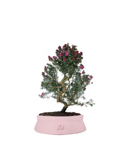 Leptospermum bonsai