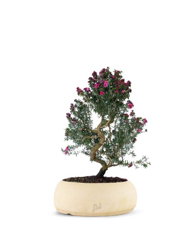 Leptospermum bonsai 10 anni Leptospermum bonsai 10 anni